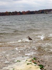 Seagull flying over sea