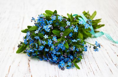 High angle view of flowering plant on table