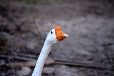 Close-up of a bird on field