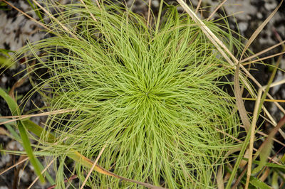 High angle view of succulent plant on field