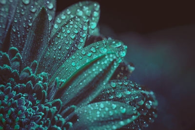 Close-up of water drops on leaf