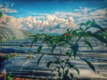 Plants against cloudy sky