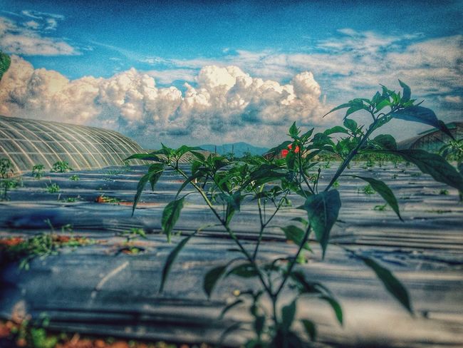 ali mufti | EyeEm - 650 x 488 jpeg 52kB