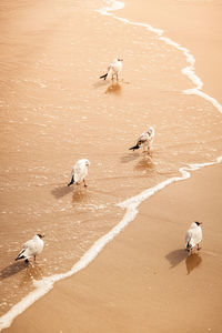 High angle view of seagulls on beach