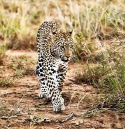 View of a cat on land