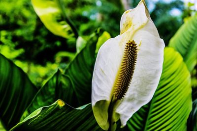 Close-up of white flowering plant