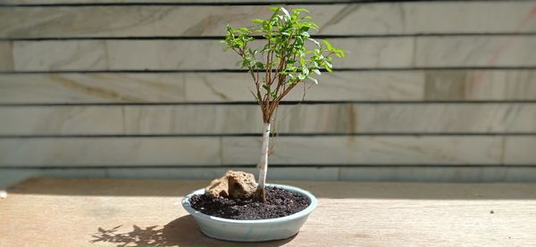 Pomegranate bonsai