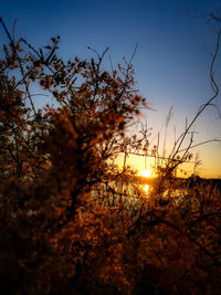 Silhouette trees against sky during sunset