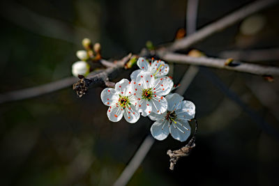 Close-up of cherry blossoms in spring