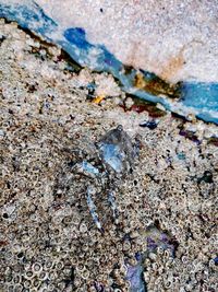 High angle view of a lizard on rock