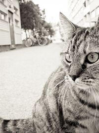 Close-up of cat