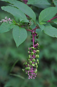 Close-up of purple flowers