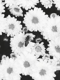 Close-up of bee on white flowers blooming outdoors