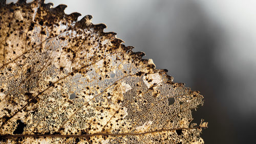 Close-up of metal against white background