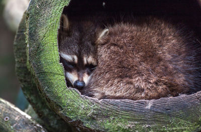 Close-up of raccoon sleeping on log