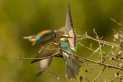 Close-up of bird perching on plant