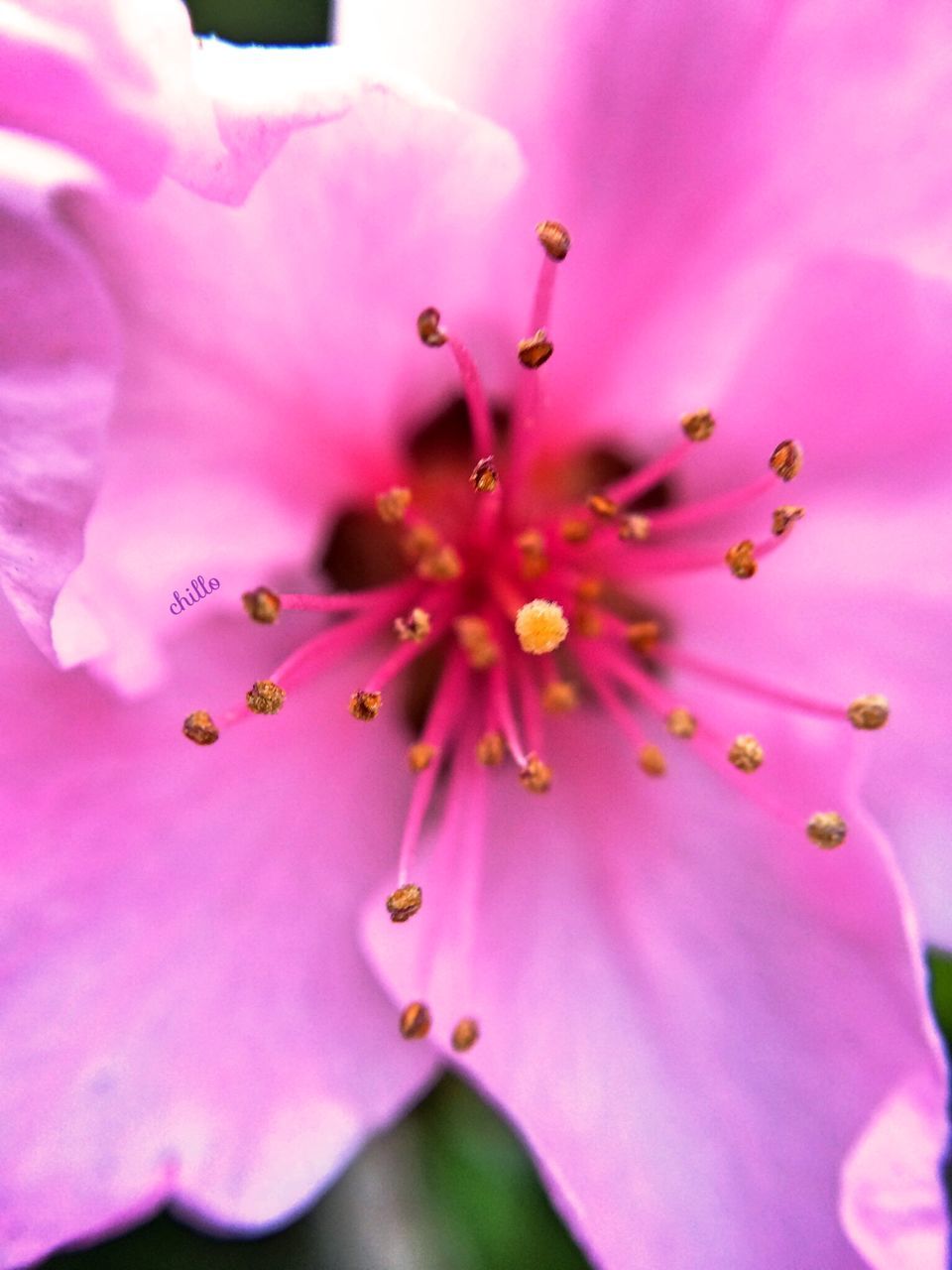 flower, petal, freshness, fragility, flower head, pink color, growth, beauty in nature, close-up, stamen, nature, pollen, pink, blooming, selective focus, single flower, macro, blossom, in bloom, focus on foreground