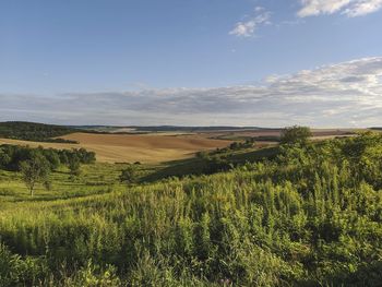 Scenic view of agricultural field against sky