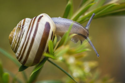 Close-up of snail on plant