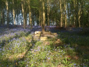 Scenic view of flowering trees in forest