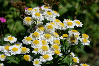 Close-up of yellow flowers