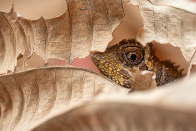 Close-up of lizard