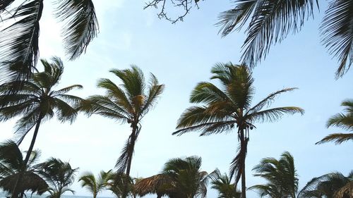 Low angle view of palm trees against clear sky