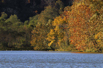 Firework display over lake during autumn