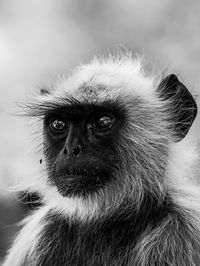 Close-up of a monkey