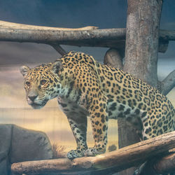 Leopard in a zoo