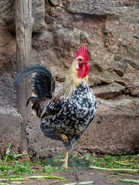 Duck standing in a farm