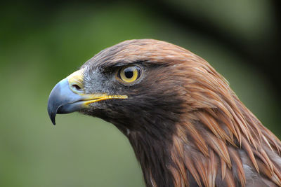 Close-up of a bird