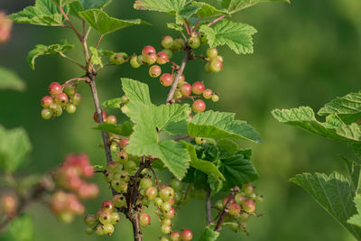 Close-up of berries growing on tree