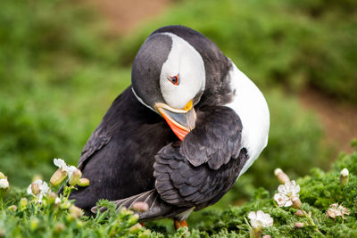 Close-up of puffin on land