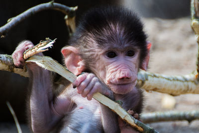 Portrait of pig eating in zoo