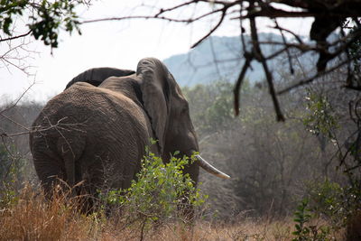 View of elephant on field