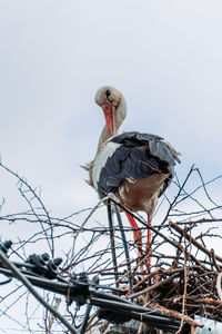 Low angle view of bird perching on a tree