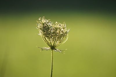 Close-up of wilted plant