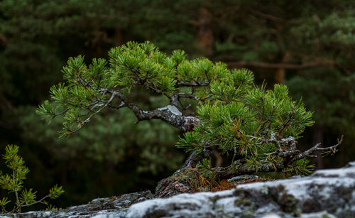 Close-up of moss on tree branch