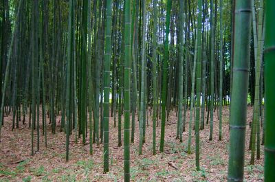 Bamboo trees in forest