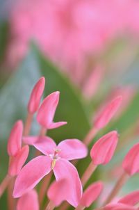 Close-up of pink flowering plant