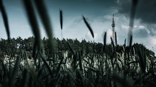Close-up of stalks in field against sky