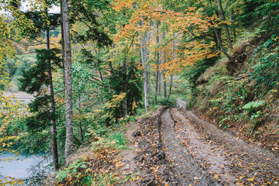 Road amidst trees in forest during autumn