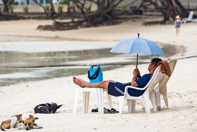 View of dogs on beach