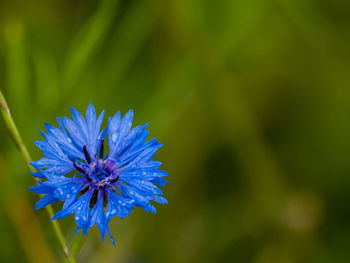 Close-up of purple flowering plant