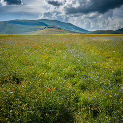 Scenic view of field against sky
