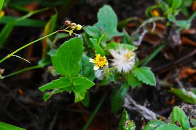 Close-up of yellow flower