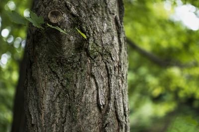 Close-up of tree trunk