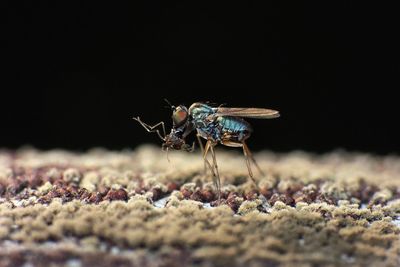 Bluebottle fly feeding on insects