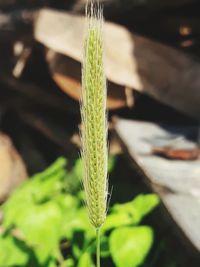 Close-up of wheat plant